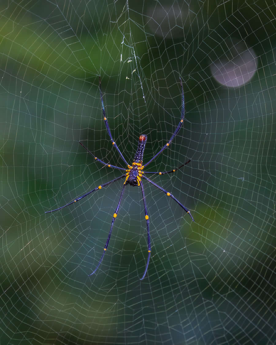 Indian Wildlife Photography by Arko Saha