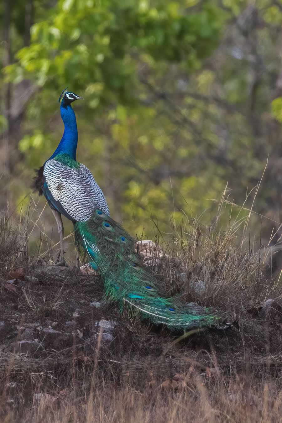 Indian Wildlife Photography by Arko Saha