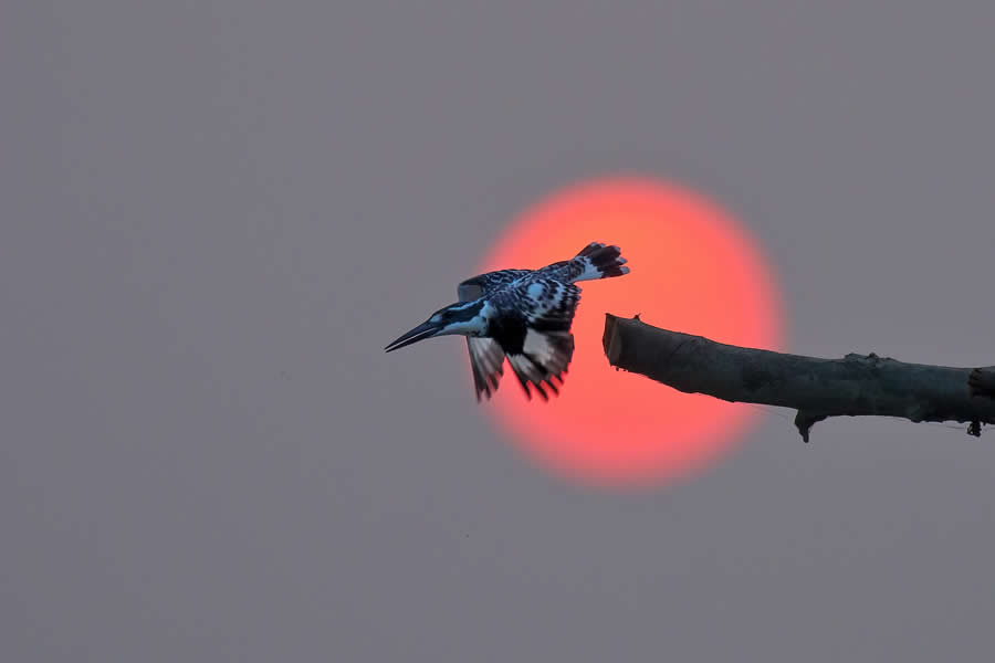 Indian Wildlife Photography by Arko Saha