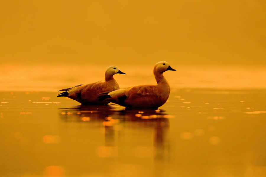 Indian Wildlife Photography by Arko Saha