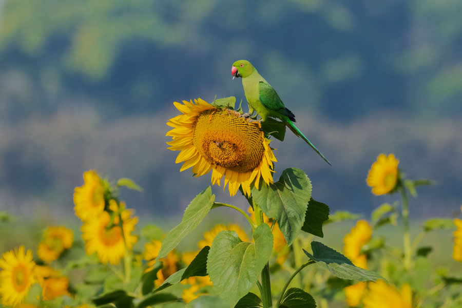 Indian Wildlife Photography by Arko Saha