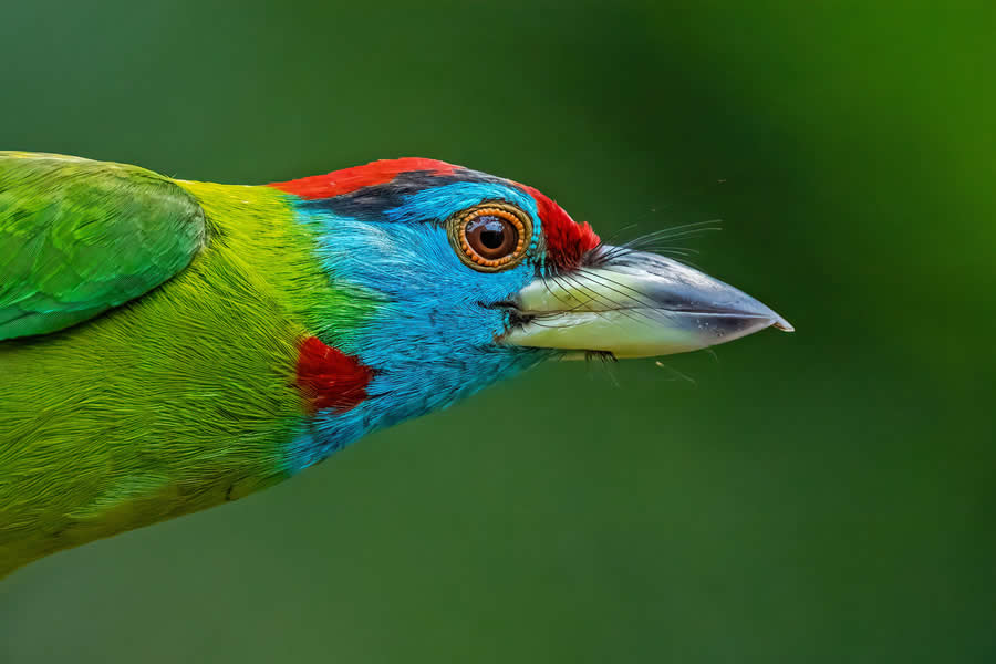 Indian Wildlife Photography by Arko Saha