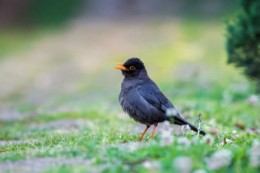 Indian Wildlife Photography by Arko Saha