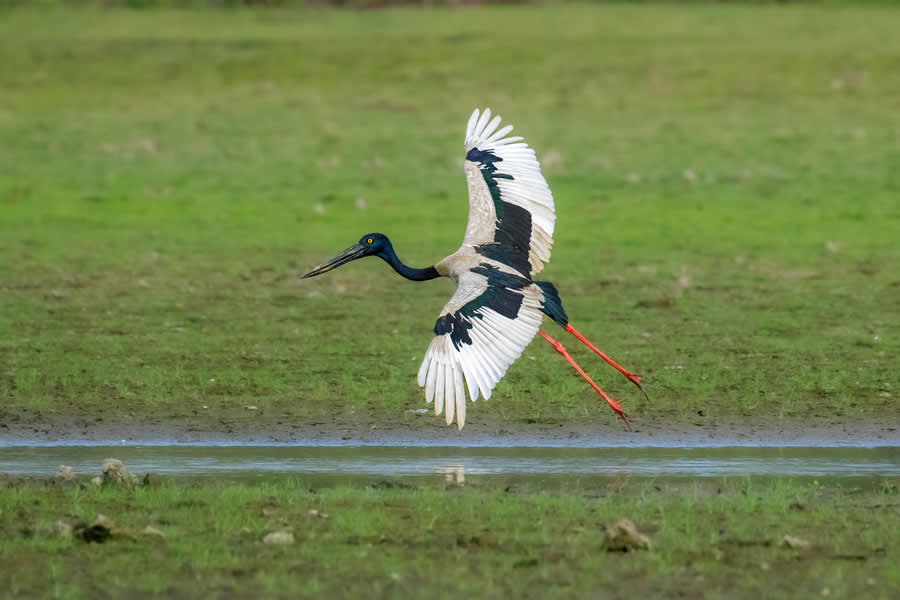 Indian Wildlife Photography by Arko Saha