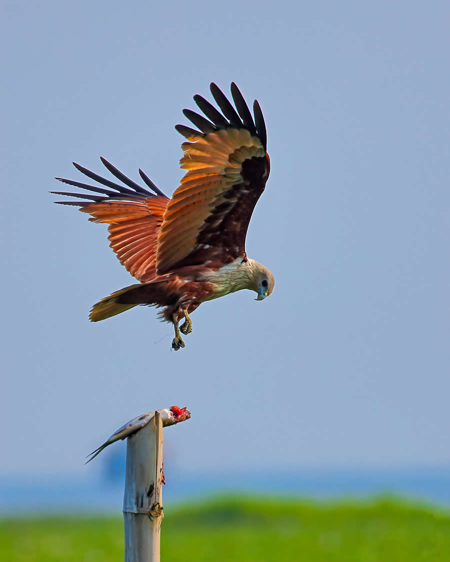 Indian Wildlife Photography by Arko Saha