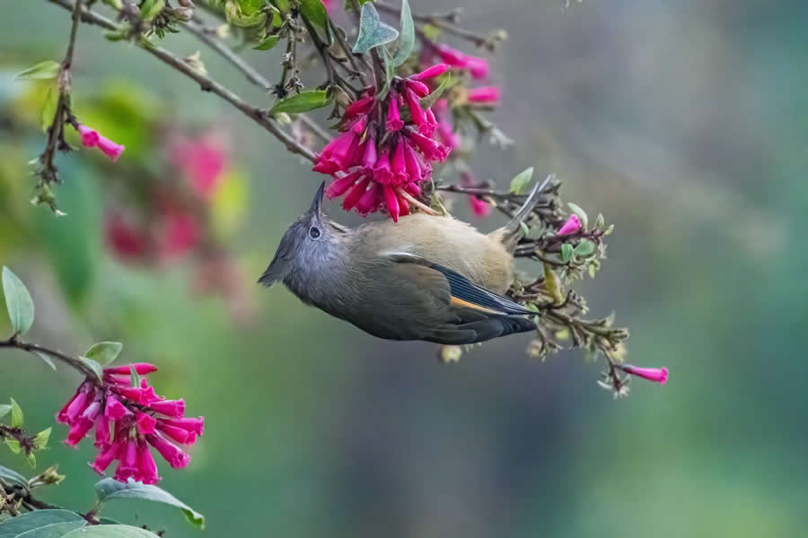 Indian Wildlife Photography by Arko Saha