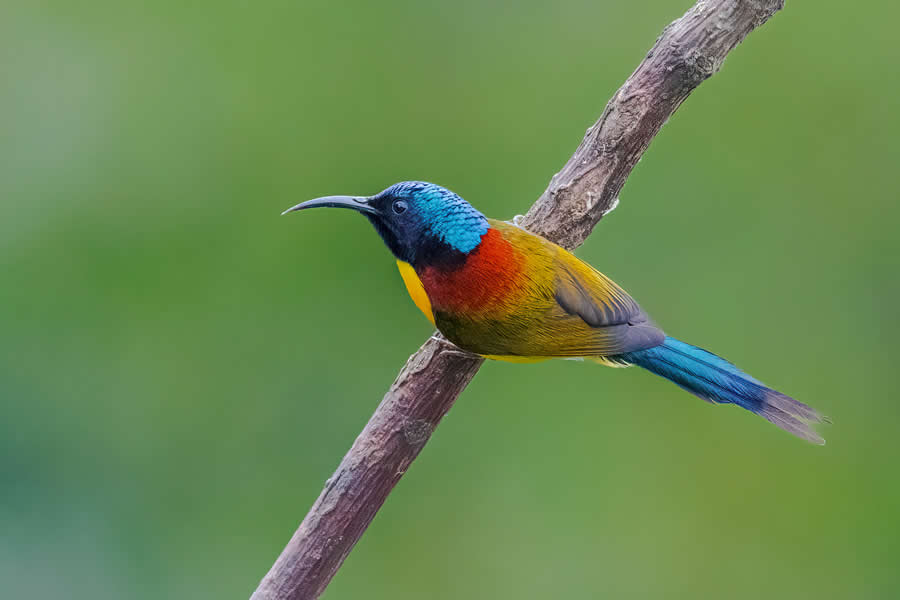 Indian Wildlife Photography by Arko Saha