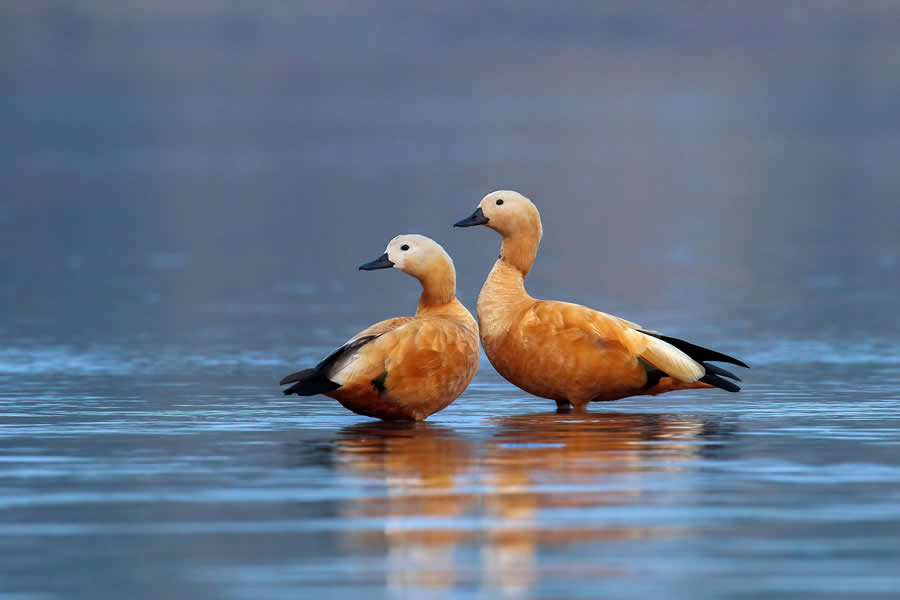 Indian Wildlife Photography by Arko Saha