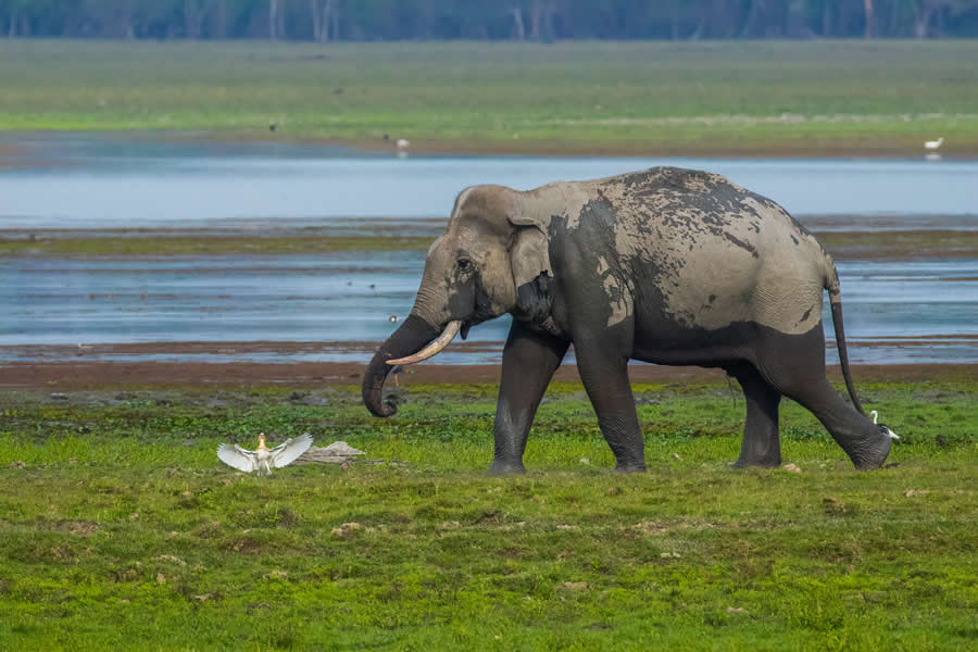 Indian Wildlife Photography by Arko Saha