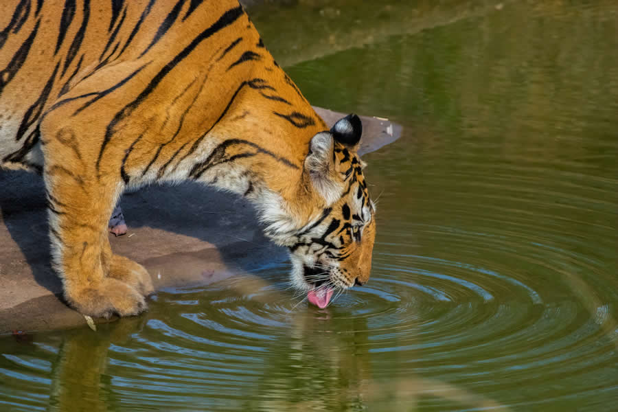 Indian Wildlife Photography by Arko Saha