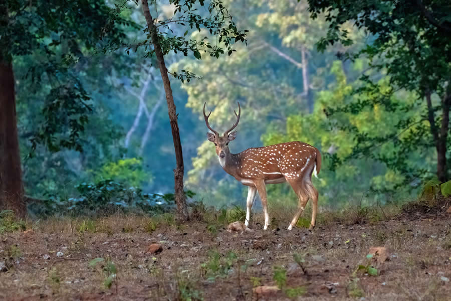 Indian Wildlife Photography by Arko Saha