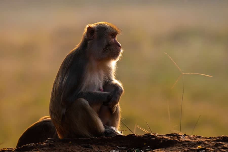 Indian Wildlife Photography by Arko Saha