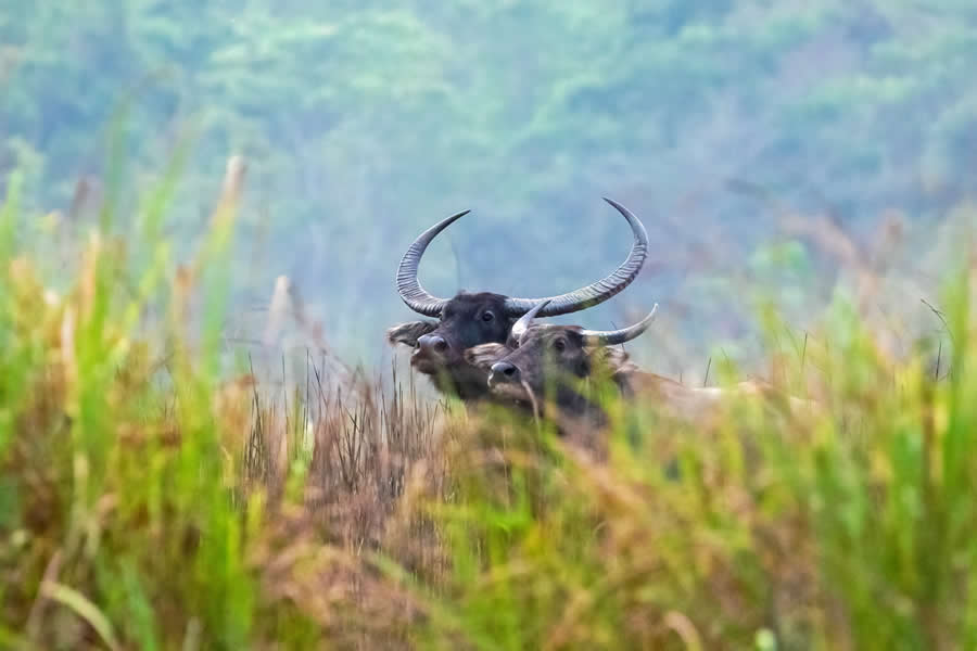 Indian Wildlife Photography by Arko Saha