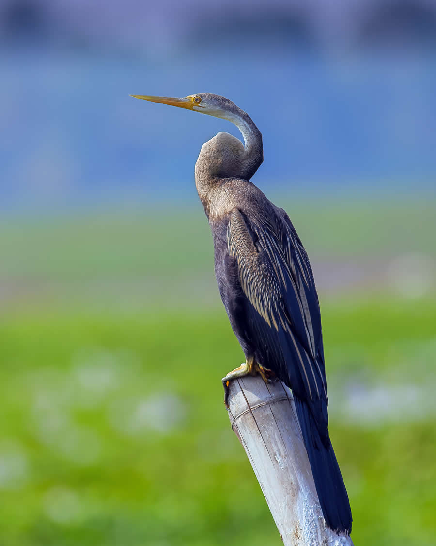Indian Wildlife Photography by Arko Saha