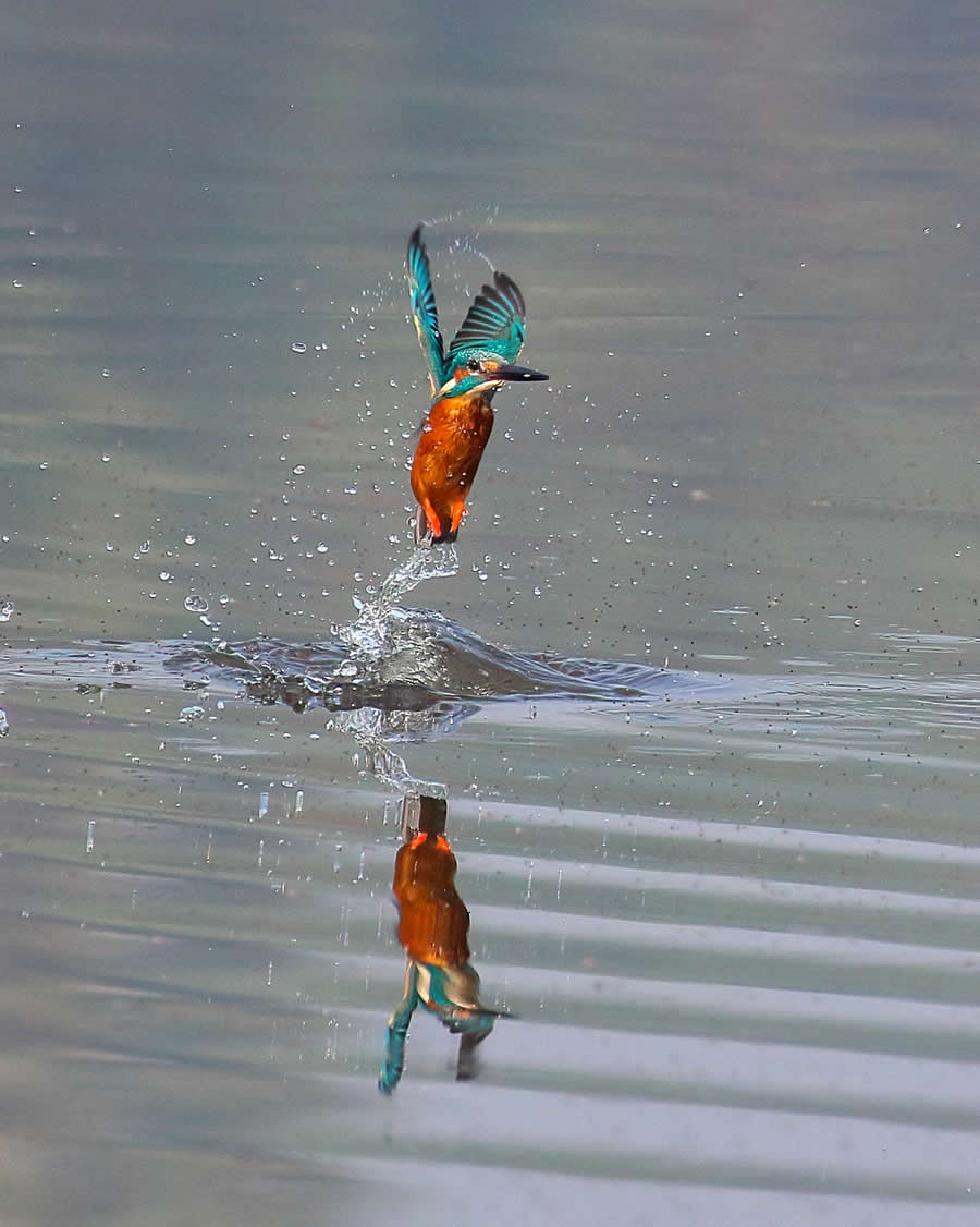 Indian Wildlife Photography by Arko Saha