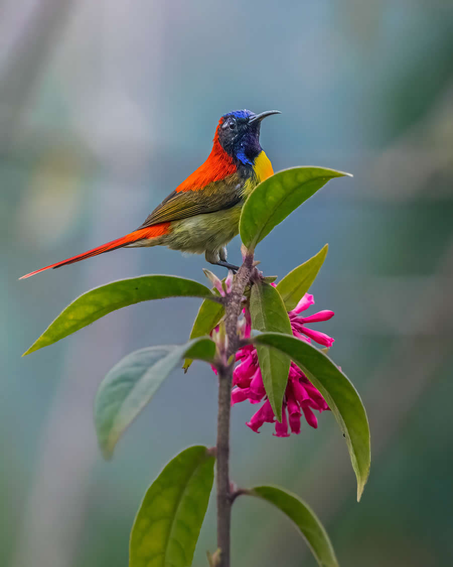 Indian Wildlife Photography by Arko Saha