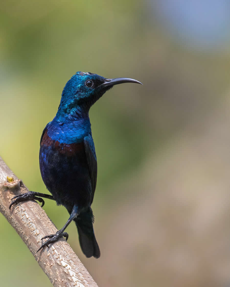 Indian Wildlife Photography by Arko Saha