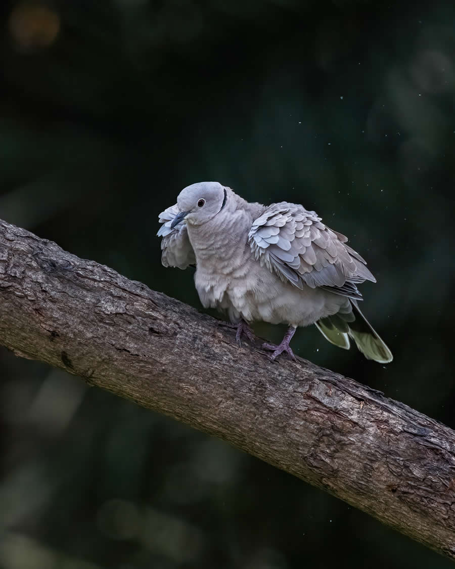 Indian Wildlife Photography by Arko Saha