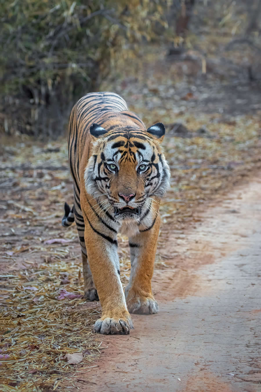 Indian Wildlife Photography by Arko Saha