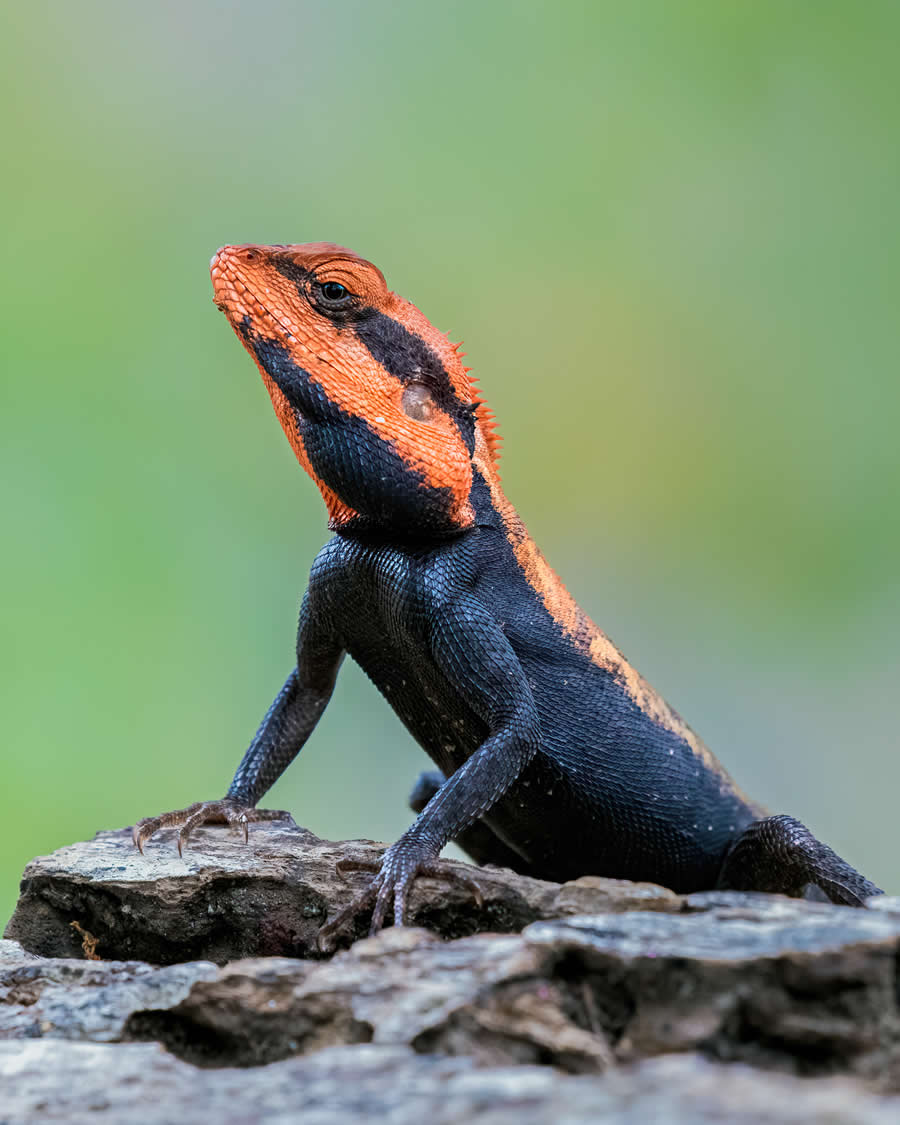 Indian Wildlife Photography by Arko Saha