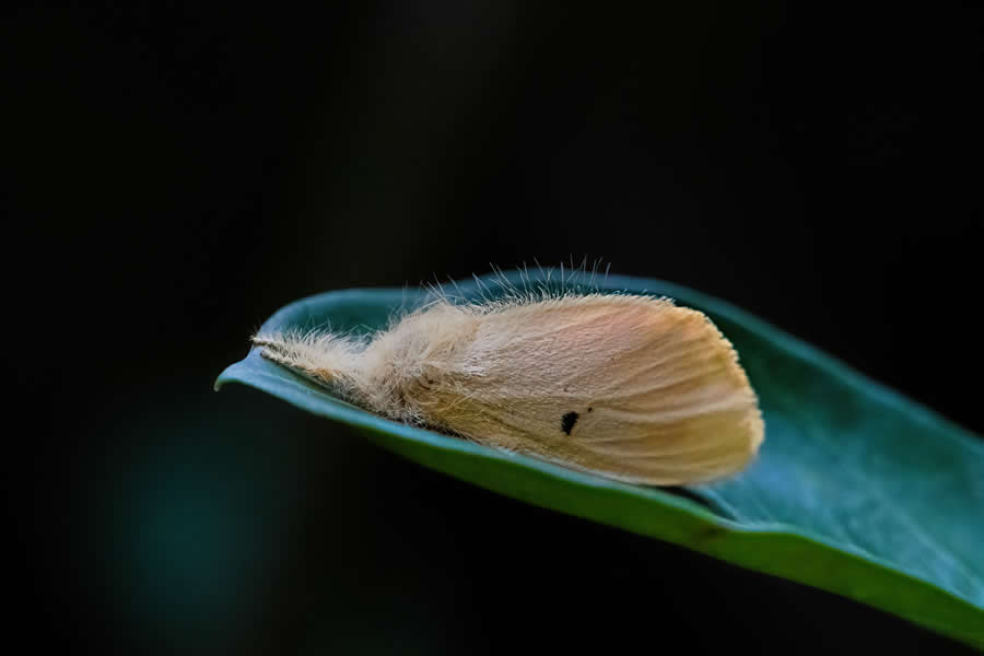 Indian Wildlife Photography by Arko Saha