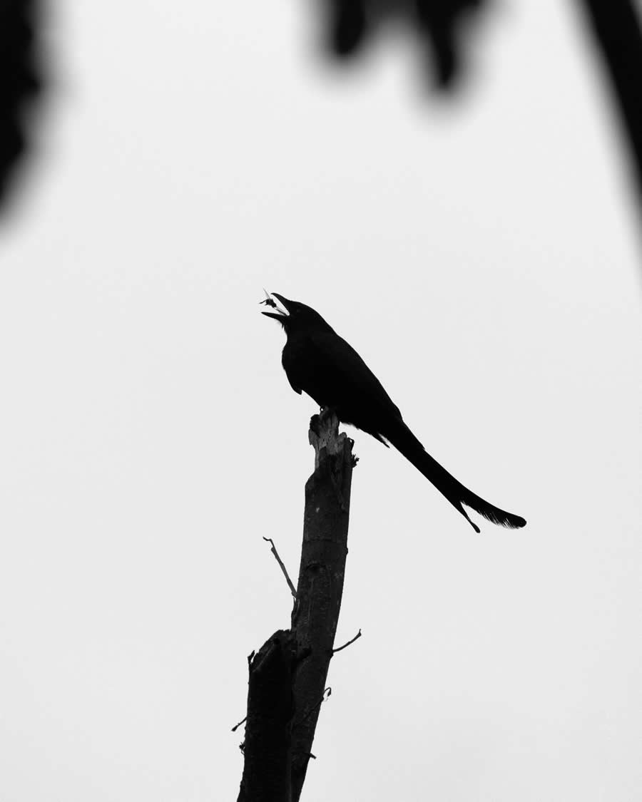 Indian Wildlife Photography by Arko Saha