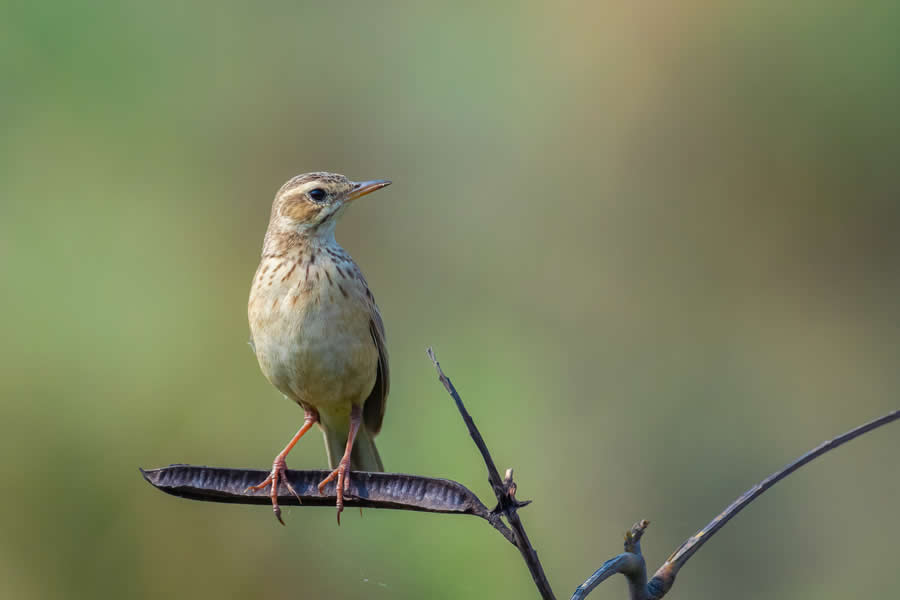 Indian Wildlife Photography by Arko Saha