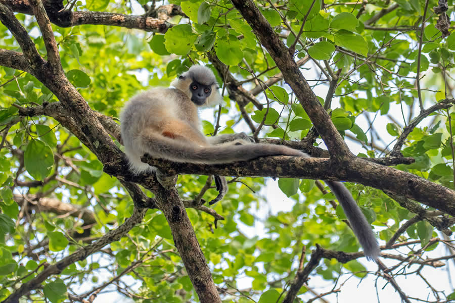 Indian Wildlife Photography by Arko Saha