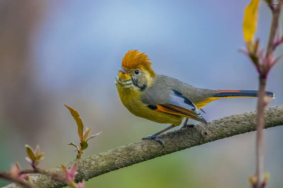 Indian Wildlife Photography by Arko Saha