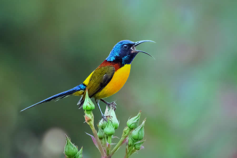 Indian Wildlife Photography by Arko Saha