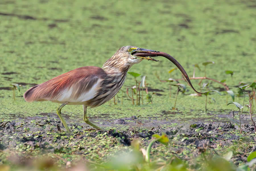 Indian Wildlife Photography by Arko Saha