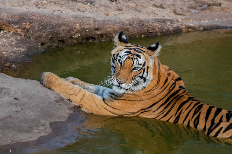 Indian Wildlife Photography by Arko Saha