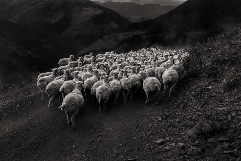 "Sheep Drive in Tusheti" by Maurice Wolf - LensCulture Black and White Photography Awards 2025 Winners