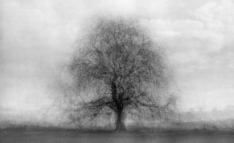 "9 Trees" by Jacqui Browning - LensCulture Black and White Photography Awards 2025 Winners