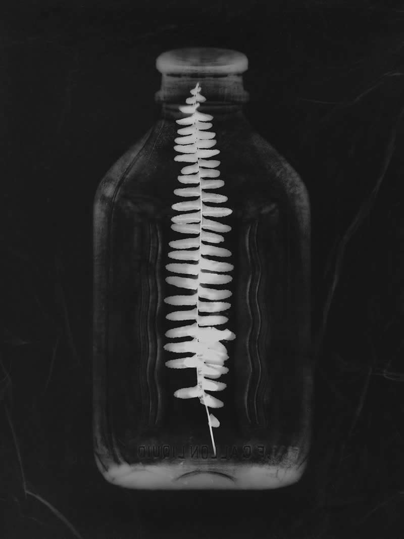 "Held Fern" by Taylor Sengstack - LensCulture Black and White Photography Awards 2025 Winners