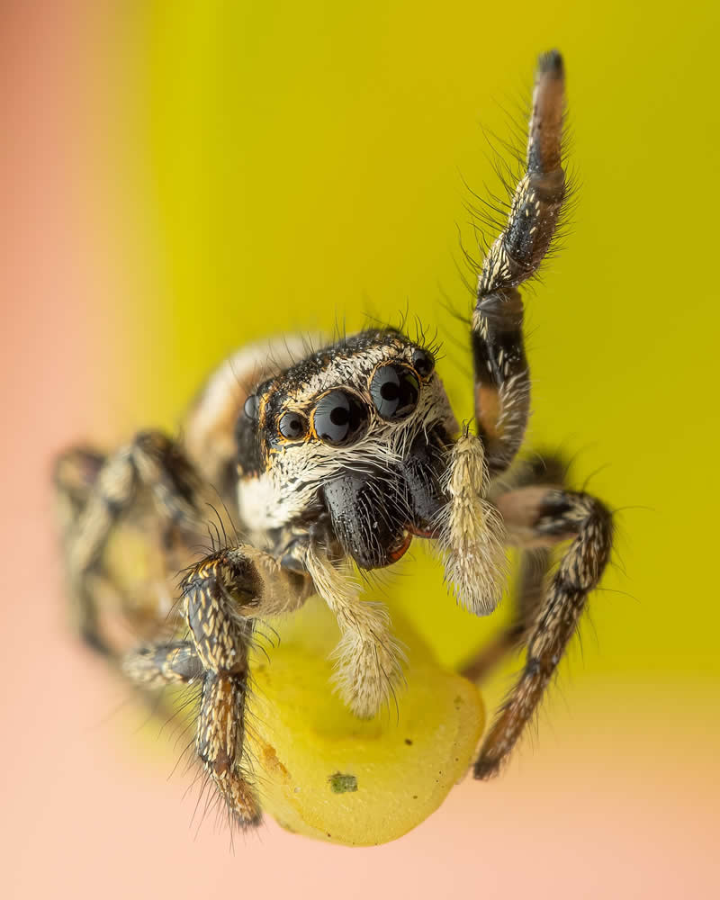 Macro Photography of Insects by Nicolas Stey