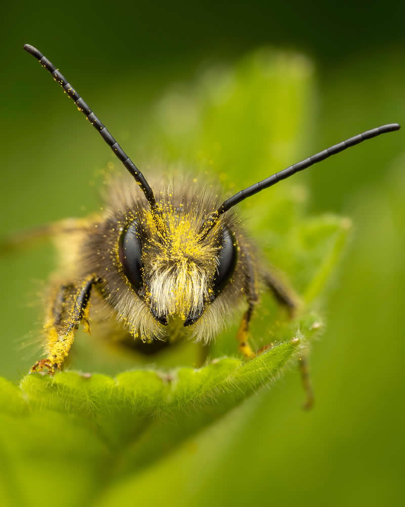 Portrait of a wild bee - Macro Photography of Insects by Nicolas Stey