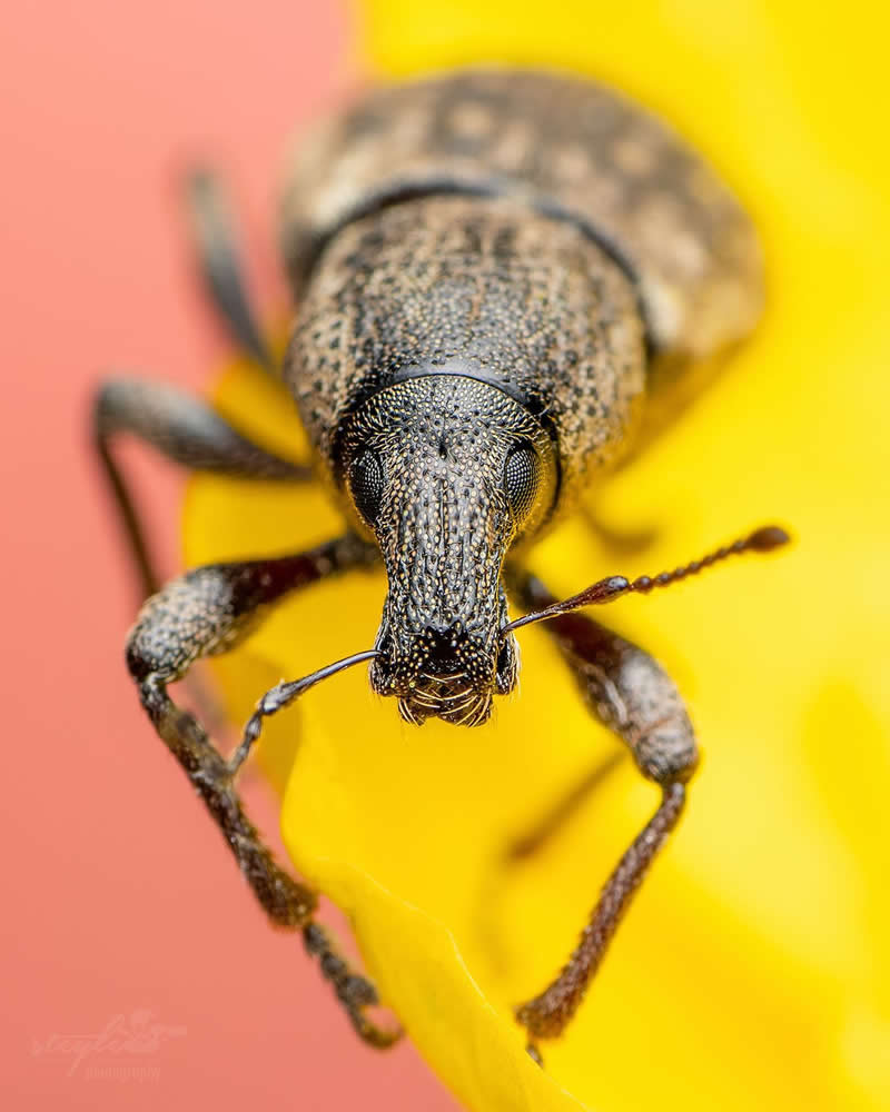 Macro Photography of Insects by Nicolas Stey