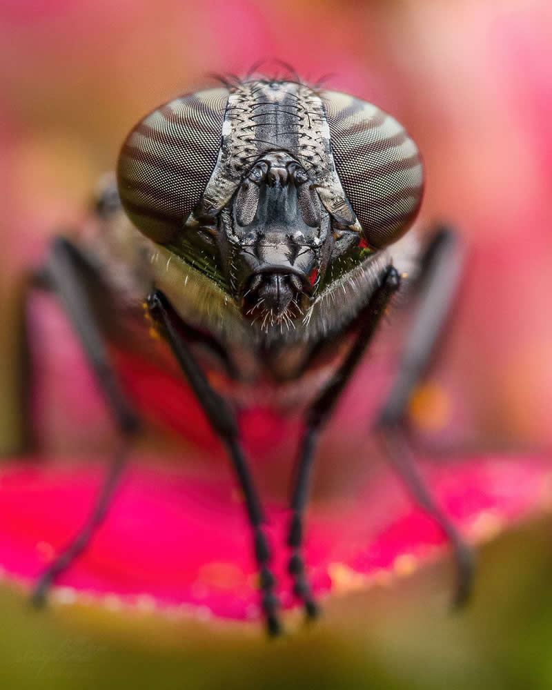 Macro Photography of Insects by Nicolas Stey