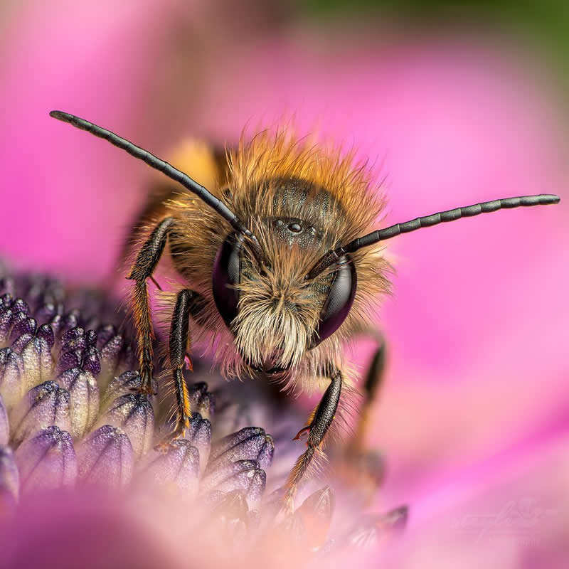 Macro Photography of Insects by Nicolas Stey