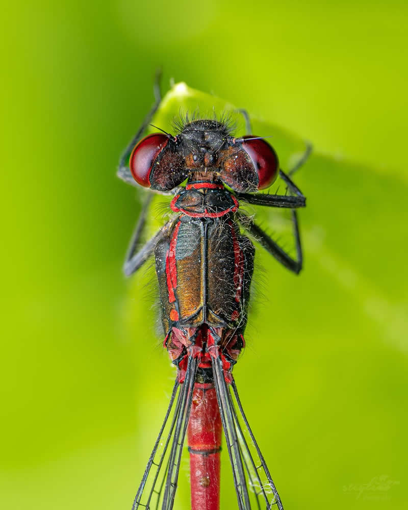 Macro Photography of Insects by Nicolas Stey
