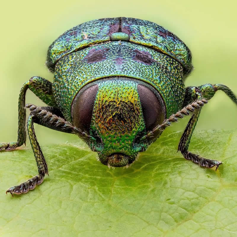 Macro Photography of Insects by Nicolas Stey