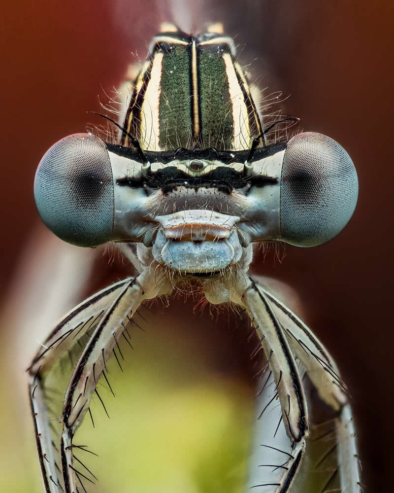 Macro Photography of Insects by Nicolas Stey