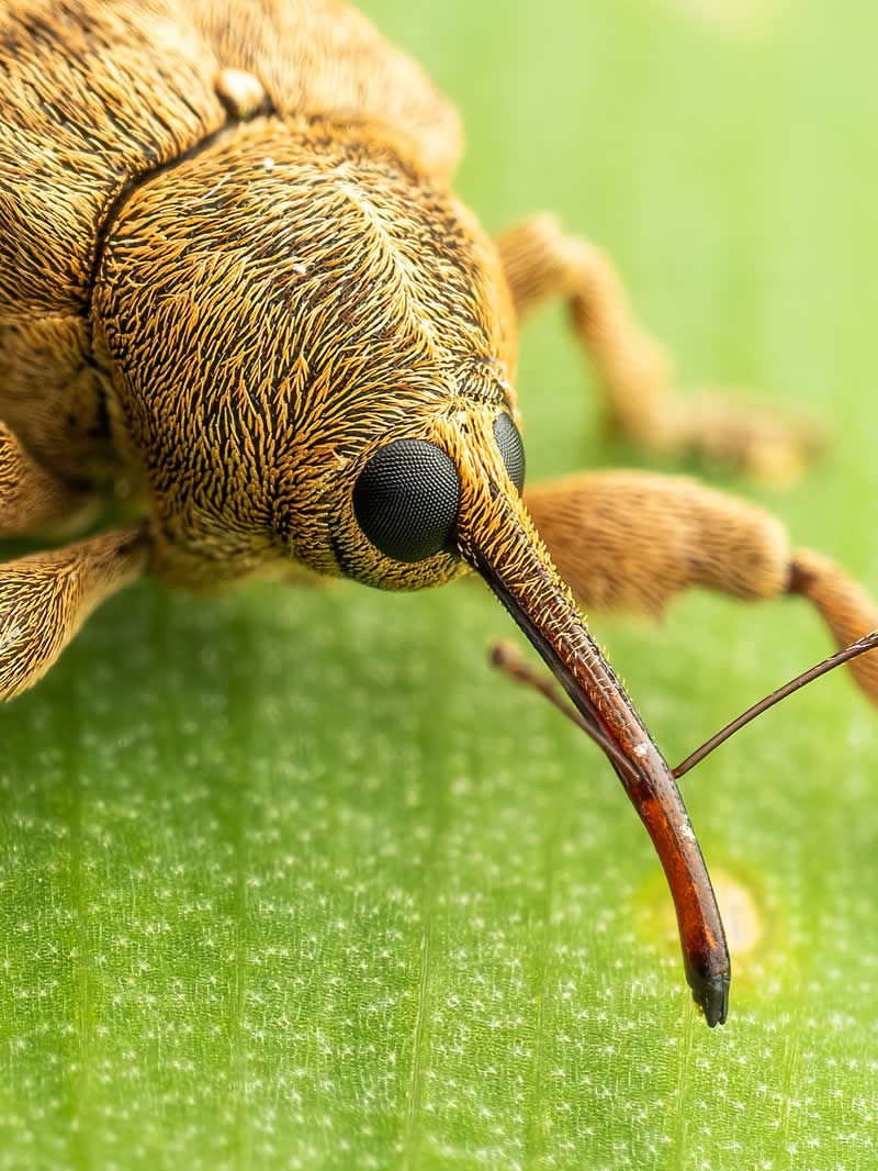 Macro Photography of Insects by Nicolas Stey