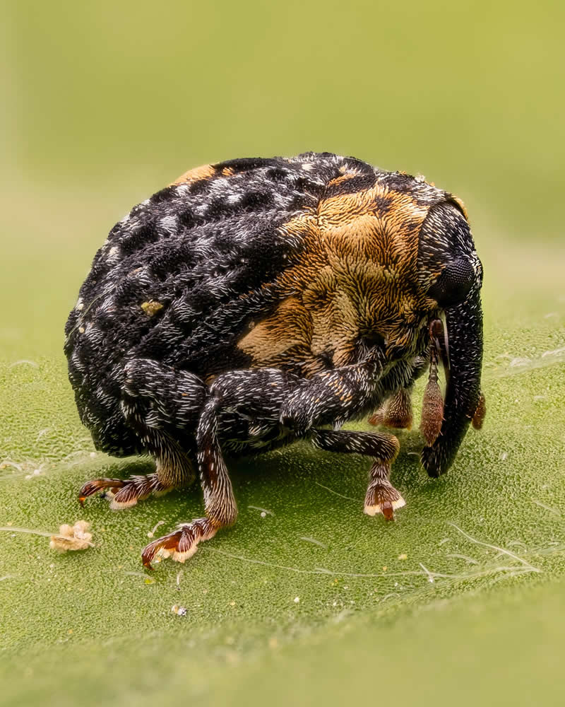 Macro Photography of Insects by Nicolas Stey