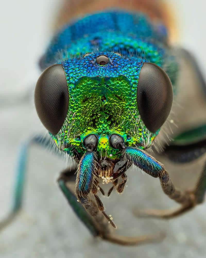 Macro Photography of Insects by Nicolas Stey