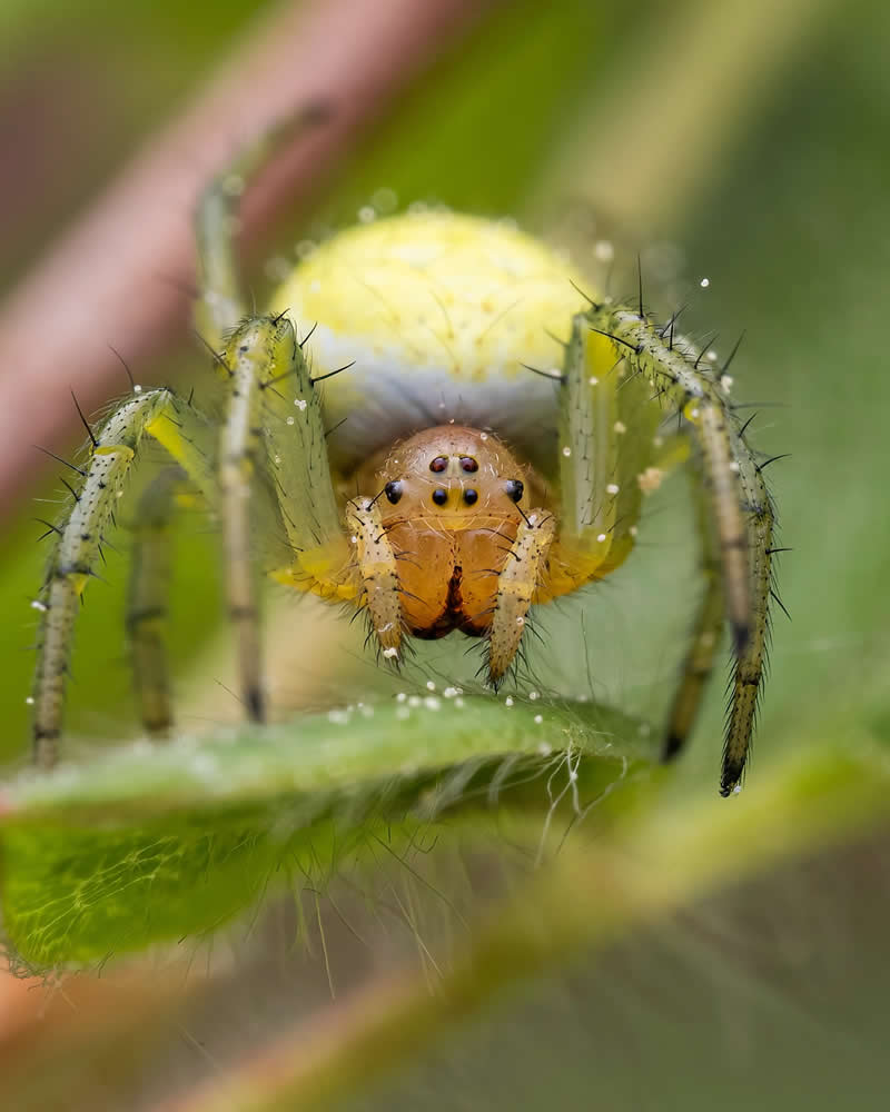 Macro Photography of Insects by Nicolas Stey