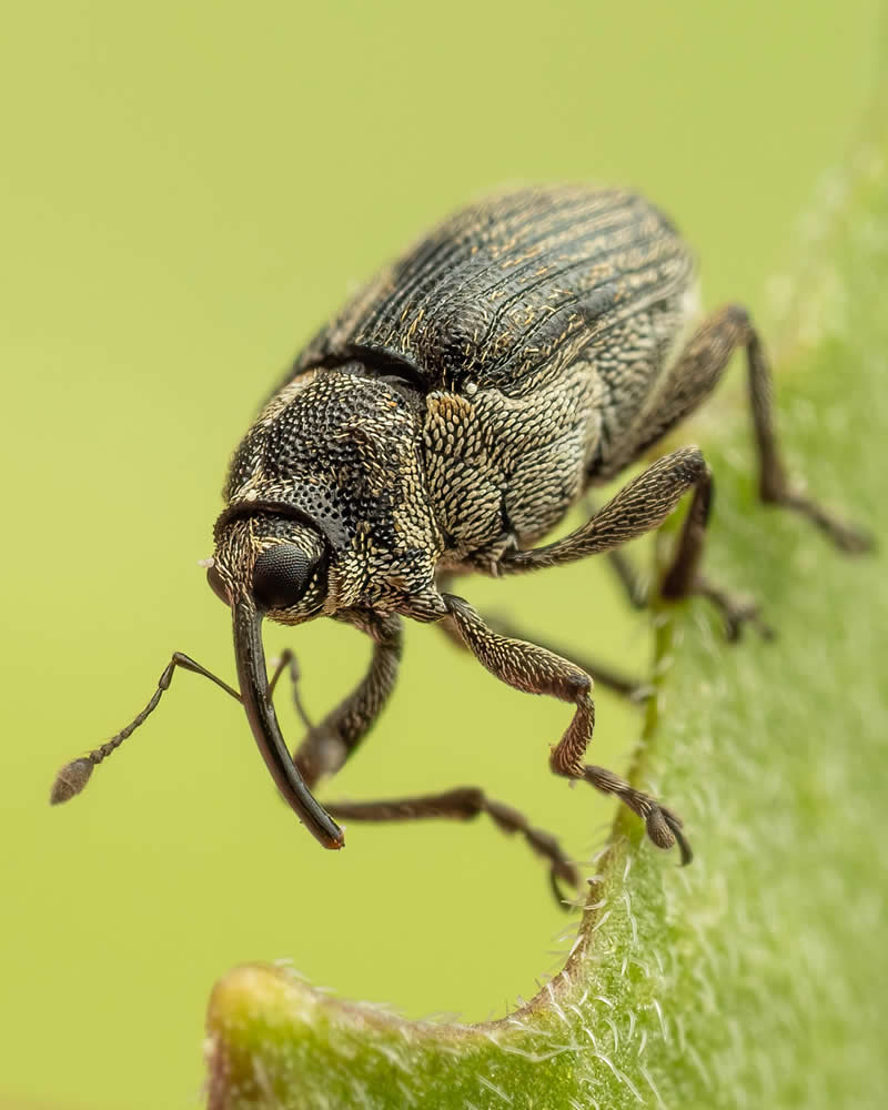 Macro Photography of Insects by Nicolas Stey