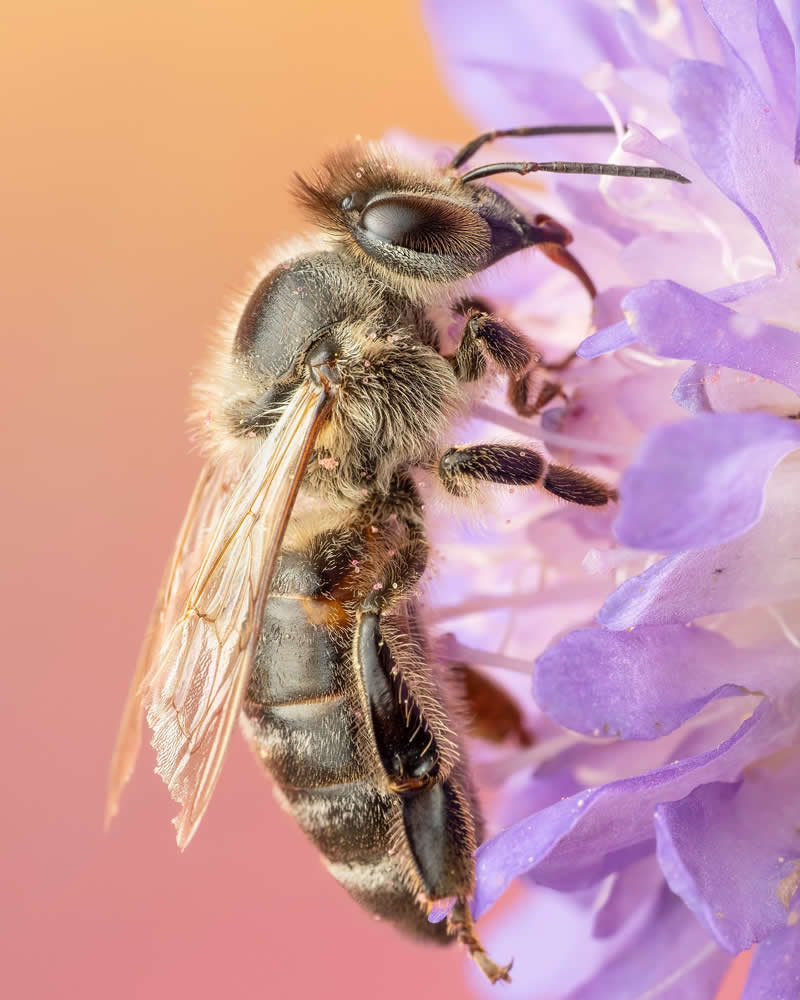 Macro Photography of Insects by Nicolas Stey