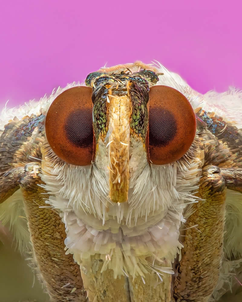 Macro Photography of Insects by Nicolas Stey